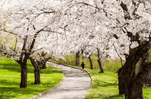 Sakura Cherry Blossoms in High Park