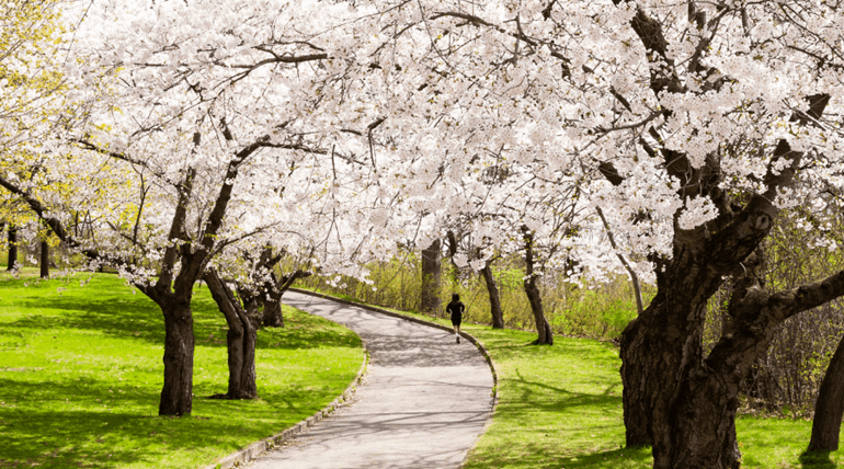 Sakura Cherry Blossoms in High Park