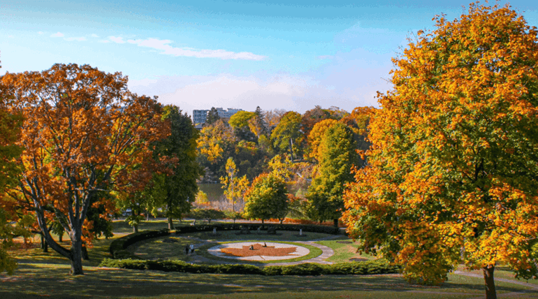 A scenic view of the trees in fall.